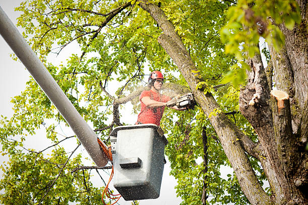 Best Palm Tree Trimming  in East Brewton, AL